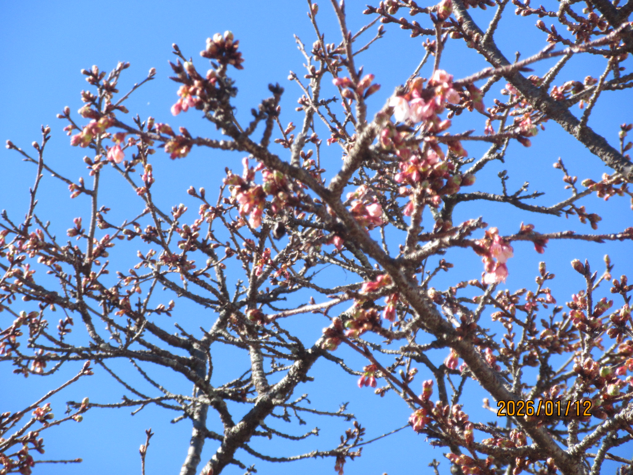 令和8年日立紅寒桜開花